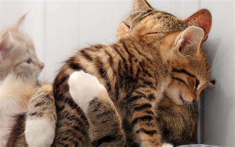 英国短毛猫-小二黑-蓝乳色-母猫|摄影|动物|沐米猫舍 - 原创作品 - 站酷 (ZCOOL)