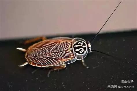 蟑螂的起源