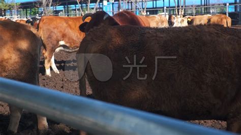 畜禽养殖智能控制系统，助力畜牧业发展-南京及时雨农业科技有限公司