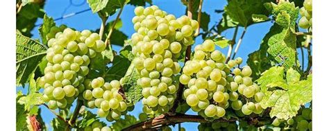 中国种植葡萄始于 - 业百科