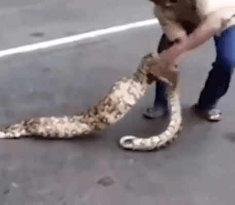 广西工人挖出24公斤重蟒蛇 市民担心蛇被吃掉_凤凰网