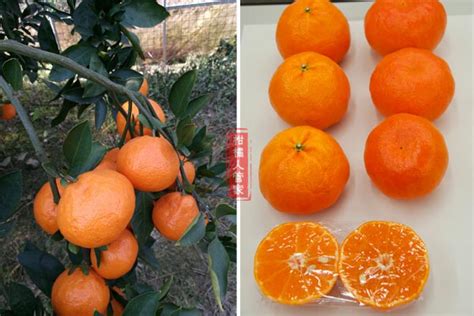 日本明日见柑橘果一斤多少钱-明日见-品种-柑橘问答