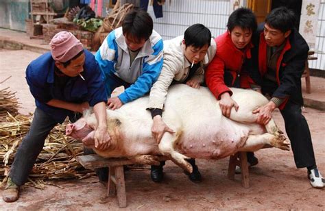 生猪“禁宰令”，农民私杀一头罚10万！2022年还能杀“年猪”吗？_处罚
