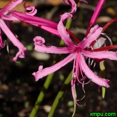 娜丽花(Nerinesarniensis)~图片