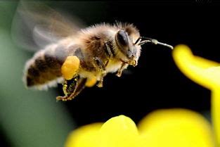 梦到蜜蜂是什么意思 有什么预兆 | 布达拉宫