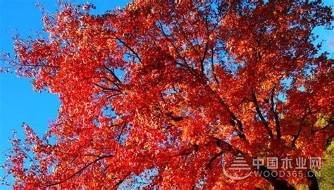 秋季植物元宝枫树叶高清图片下载-正版图片501532256-摄图网