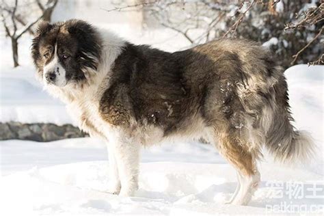 高加索犬和藏獒比起来哪个厉害？高加索犬和藏獒的特点 - 农敢网