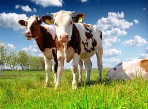 牛用B超检测技术在牛育种领域的基础与应用 - 知乎