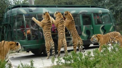 宁波老虎咬人事件后续，动物园要不要赔钱给死者？