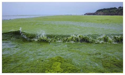 山东青岛遭历史最大规模浒苔侵袭，已打捞 24 万吨，浒苔对海洋生态有哪些影响?