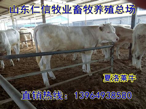 东莞最“牛”小镇，年售10万多头牛，年交易额10多亿元！_新浪新闻