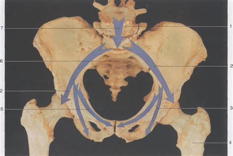 9. 骨盆的力传导弓-盆髋部应用解剖-医学