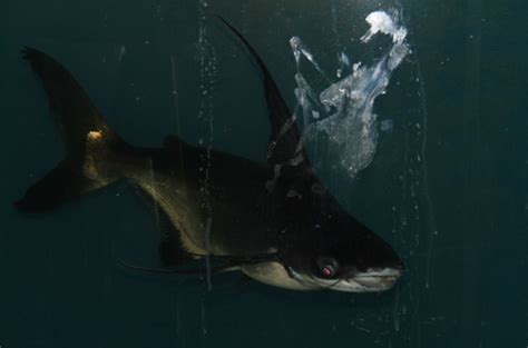 科学网—观赏鱼-虎头鲨（Pangasius sutchi） - 栗原博的博文