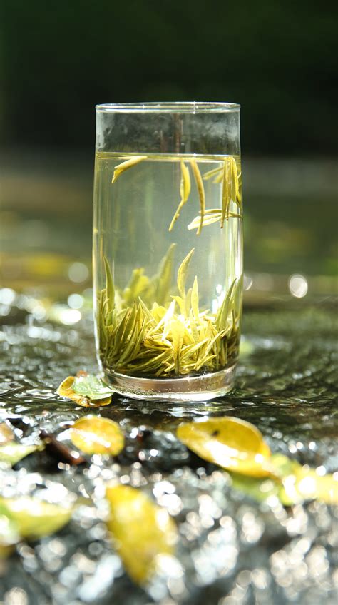 【毛尖绿茶】毛尖绿茶的功效与作用_毛尖绿茶的冲泡方法与禁忌_绿茶说