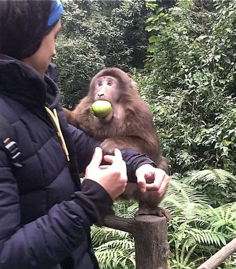 有多少游客被峨眉山的猴子亲过脸？_凤凰网