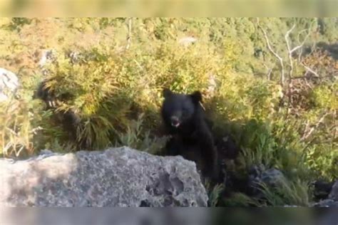 游客在八达岭野生动物园开窗投食 被黑熊咬伤(含视频)_手机新浪网