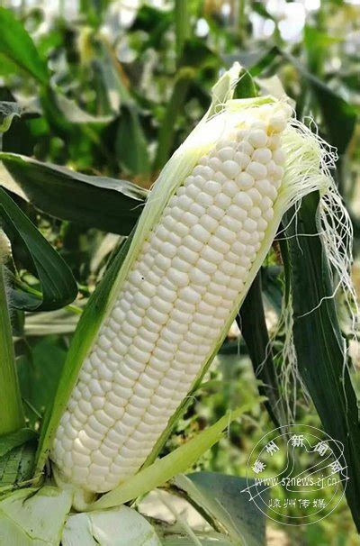 持续高温是否影响粮食生产？记者探访：玉米影响大，对水稻是利好_四川在线