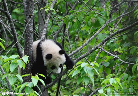 大熊猫喜欢爬树吗,大熊猫喜不喜欢爬树,熊猫为什么喜欢挂树上_大山谷图库