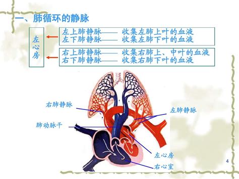 图276 胸主动脉（主动脉胸部）及其分支-人体解剖组织学-医学