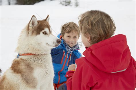 雪中的兄弟和宠物狗高清图片下载-正版图片501864265-摄图网