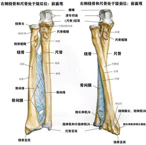 人体骨骼系统解剖图_医学教育网
