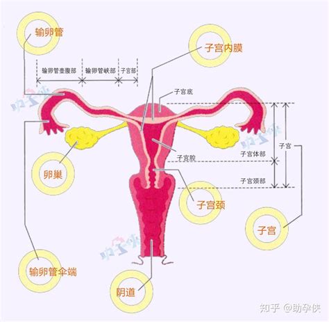 什么是孕囊？孕囊和卵黄囊有何区别？|孕囊|卵黄囊|形状_新浪新闻