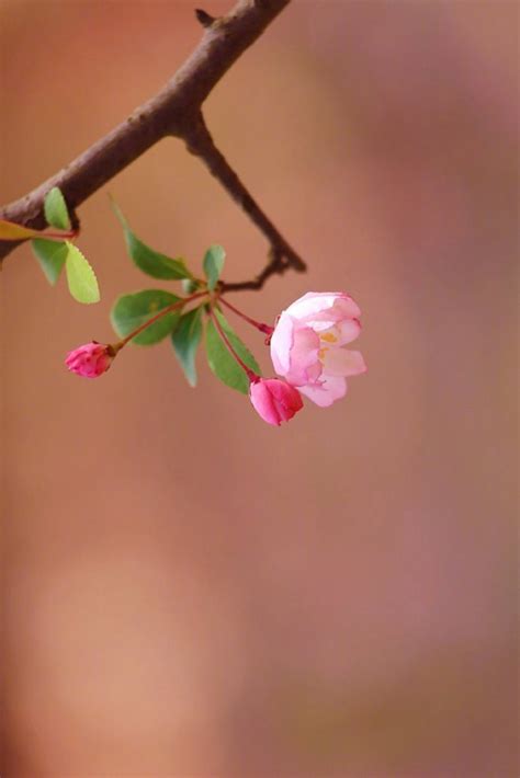 笑格格_思语《二月春暖花开》美图作品图片欣赏_艺图语
