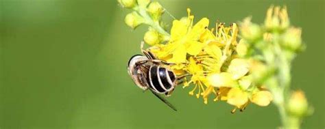 蜜蜂产业酿就甜蜜生活-邢台网-邢台日报社