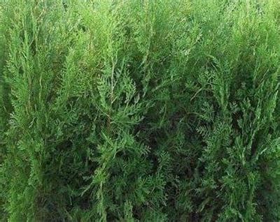 侧柏是什么植物侧柏叶的功效作用-绿宝园林网