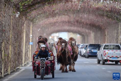 大漠骆驼“上班”忙 -精彩图片 - 东南网
