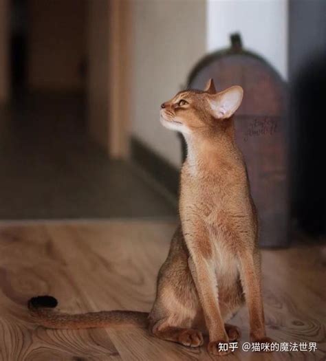 阿比西尼亚猫|摄影|动物|AMYWORKS赛猫摄影 - 原创作品 - 站酷 (ZCOOL)