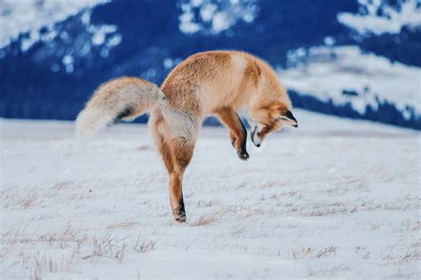【赛里木湖的狐狸摄影图片】生态摄影_太平洋电脑网摄影部落