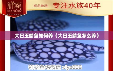 玉鲭鱼好养吗（鲮鱼好不好养） - 除藻剂 - 广州观赏鱼批发市场
