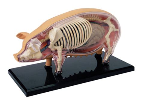 包邮 4D MASTER 益智拼装玩具动物生物猪器官解剖医学用教学模型-阿里巴巴
