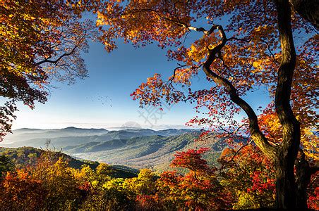 秋天的树木高清图片下载-正版图片500634248-摄图网