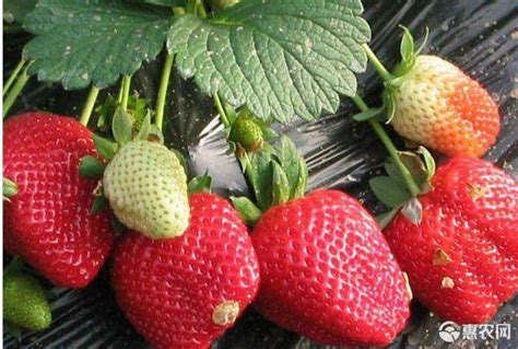 基地供应 天使8号草莓苗 白雪公主草莓 志远苗木 果个大 亩产高
