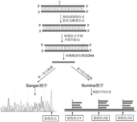 SMAD4基因单核苷酸多态性位点rs12958604和rs10502913与宫颈癌相关性研究