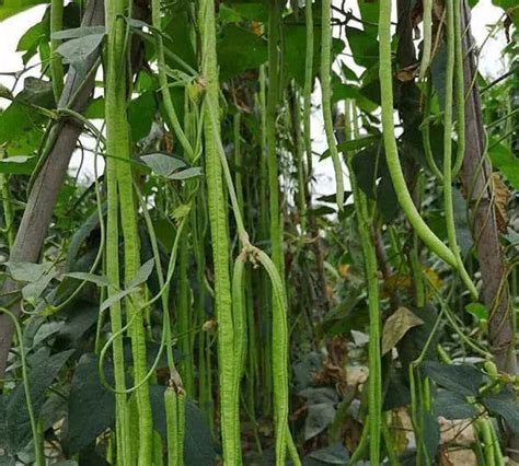 豇豆品种，亩产3000千克左右，抗病耐高温高湿，是夏季种植首选