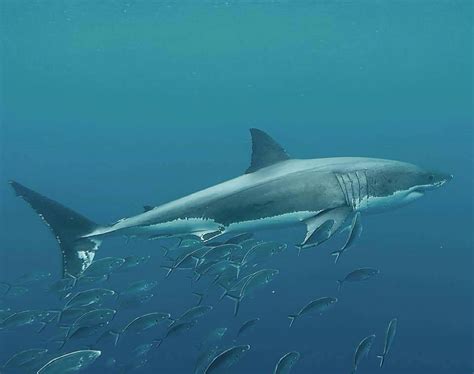 Unglaublicher Stunt: Weißer Hai springt in Südafrika 4 Meter hoch