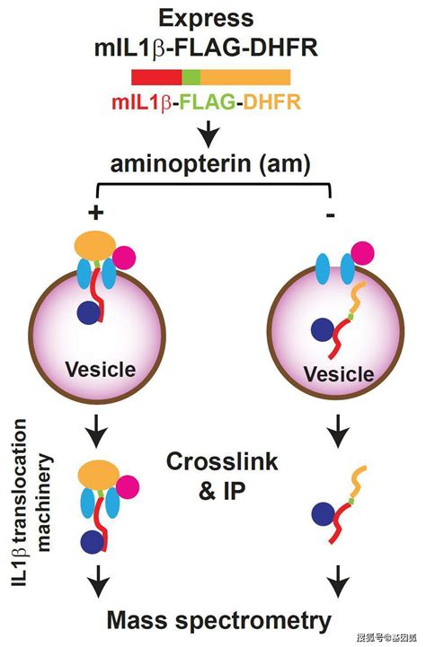 ABC转运蛋白及其在合成生物学中的应用