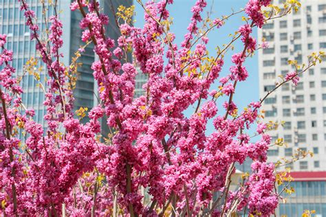 武汉市的市花是什么花-苗木百科-中国花木网