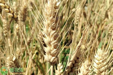 今日小麦一斤价格表 - 惠农网