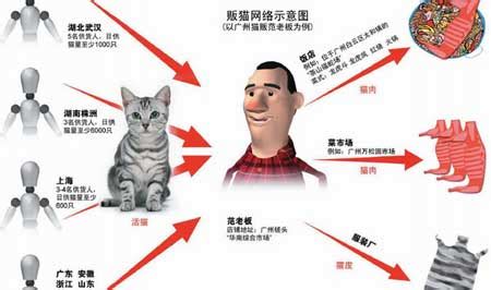 揭秘七大省市贩猫网络 专家称吃猫肉易得传染病-搜狐新闻