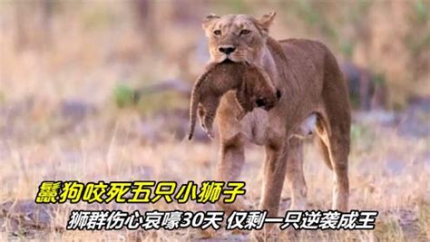 8只狮子为争夺地盘和狮群，展开激烈大战，结果雄狮重伤而逃！_腾讯视频