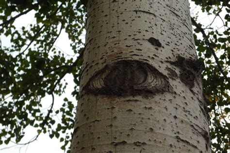 树干上有眼睛的是白杨树还是白桦树？ - 知乎