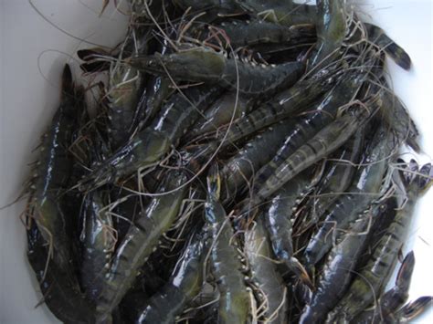 厂家大量供应鲜活草虾鲜活水产活虾-阿里巴巴