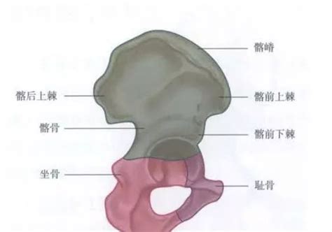 骨盆解剖图图片
