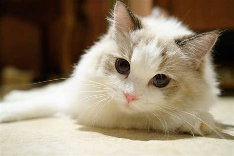 什么猫颜值高又好养 世界上十大最漂亮的猫_宠物百科 - 养宠客