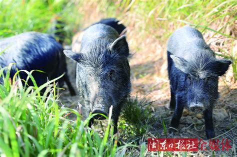 中国十大顶级食材，藏香猪上榜，第二是被称为是味中极品 - 手工客