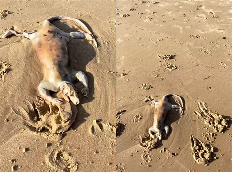 澳大利亚一居民在海滩上发现不明生物 疑似是溺水袋鼠